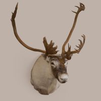 Caribou Head Trophy Mount