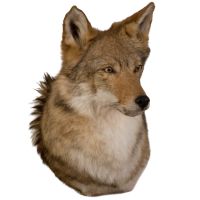 Coyote Head Trophy Mount