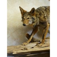 Standing Coyote Trophy Mount - Driftwood Base