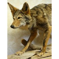 Standing Coyote Trophy Mount - Driftwood Base