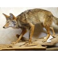 Standing Coyote Trophy Mount - Driftwood Base