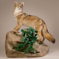 Standing Coyote Trophy Mount - Rock Base