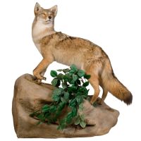 Standing Coyote Trophy Mount - Rock Base