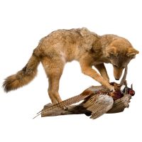 Coyote on Pheasant Hunt Trophy Mount