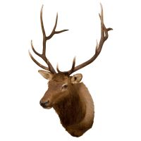 Elk Head Trophy Mount