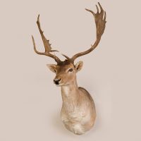 Fallow Deer Head Trophy Mount