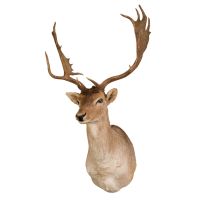 Fallow Deer Head Trophy Mount
