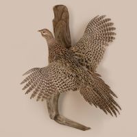 Female Pheasant Flying
