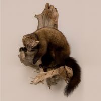 Fisher Trophy Mount