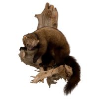 Fisher Trophy Mount