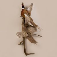 Double Ring-Neck Pheasant Trophy Mount