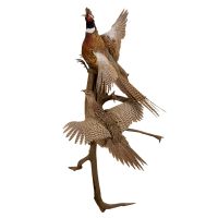 Double Ring-Neck Pheasant Trophy Mount