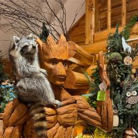 Root Man, Shown in a Custom Outdoor Finish. Staged with Raccoon Taxidermy.