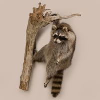 "Hangin' Out" Raccoon Trophy Mount