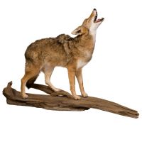 Howling Coyote Trophy Mount