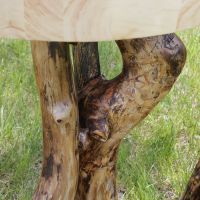 detail of snow bent log