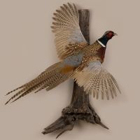 Male Pheasant Flying