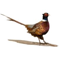 Rustic Ringneck Pheasant Trophy Mount - Male - Standing