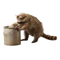 Minnow Pail Raccoon Trophy Mount
