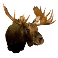 Moose Head Trophy Mount