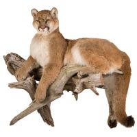 Mountain Lion Trophy Mount