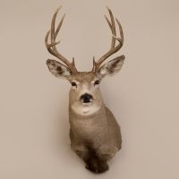 Mule Deer Head Trophy Mount