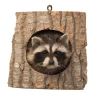Peeping Raccoon Trophy Mount
