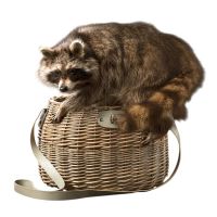 Raiding Raccoon Taxidermy Mount