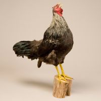 Rooster Trophy Mount