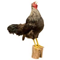 Rooster Trophy Mount