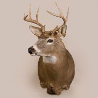 White Tail Deer Head Trophy Mount