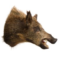 Wild Boar Head Trophy Mount