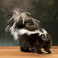 Pepe Non Pew Skunk Mount