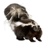 Pepe Non Pew Skunk Mount