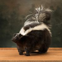 Pepe Non Pew Skunk Mount