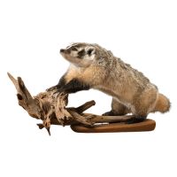 Not the Honey Badger Trophy Mount