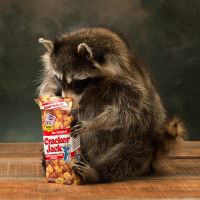 Cracker Jack Raccoon Trophy Mount