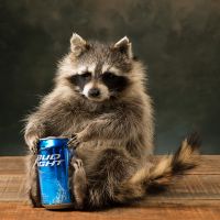 Beer Can Raccoon Trophy Mount