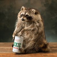 Beer Can Raccoon Trophy Mount