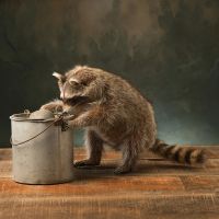 Minnow Pail Raccoon Trophy Mount