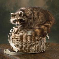 Raiding Raccoon Taxidermy Mount
