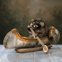 Canoeing Raccoon Trophy Mount