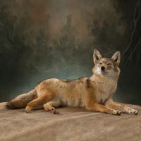 Resting Coyote Trophy Mount
