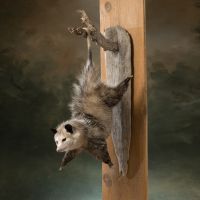 Hanging Out with a Grin Opossum Trophy Mount