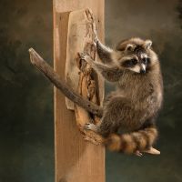 Climbing Raccoon Trophy Mount
