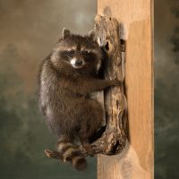 Climbing Raccoon Trophy Mount