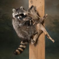 Climbing Raccoon Trophy Mount