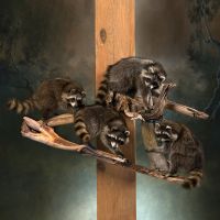 Raccoon Family of Four Trophy Mount