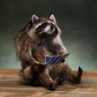 Card Shark Raccoon Whimsical Taxidermy