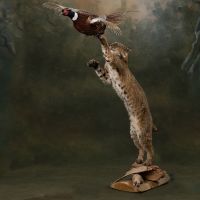 Bobcat Chasing Pheasant Trophy Mount